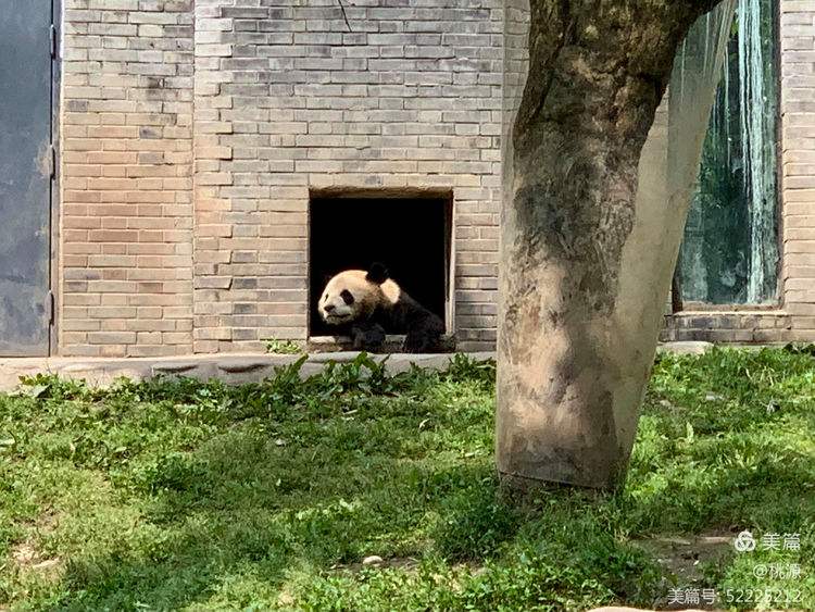 米兰体育APP网页版-大型熊猫徒步游，亲近自然的环保运动的简单介绍
