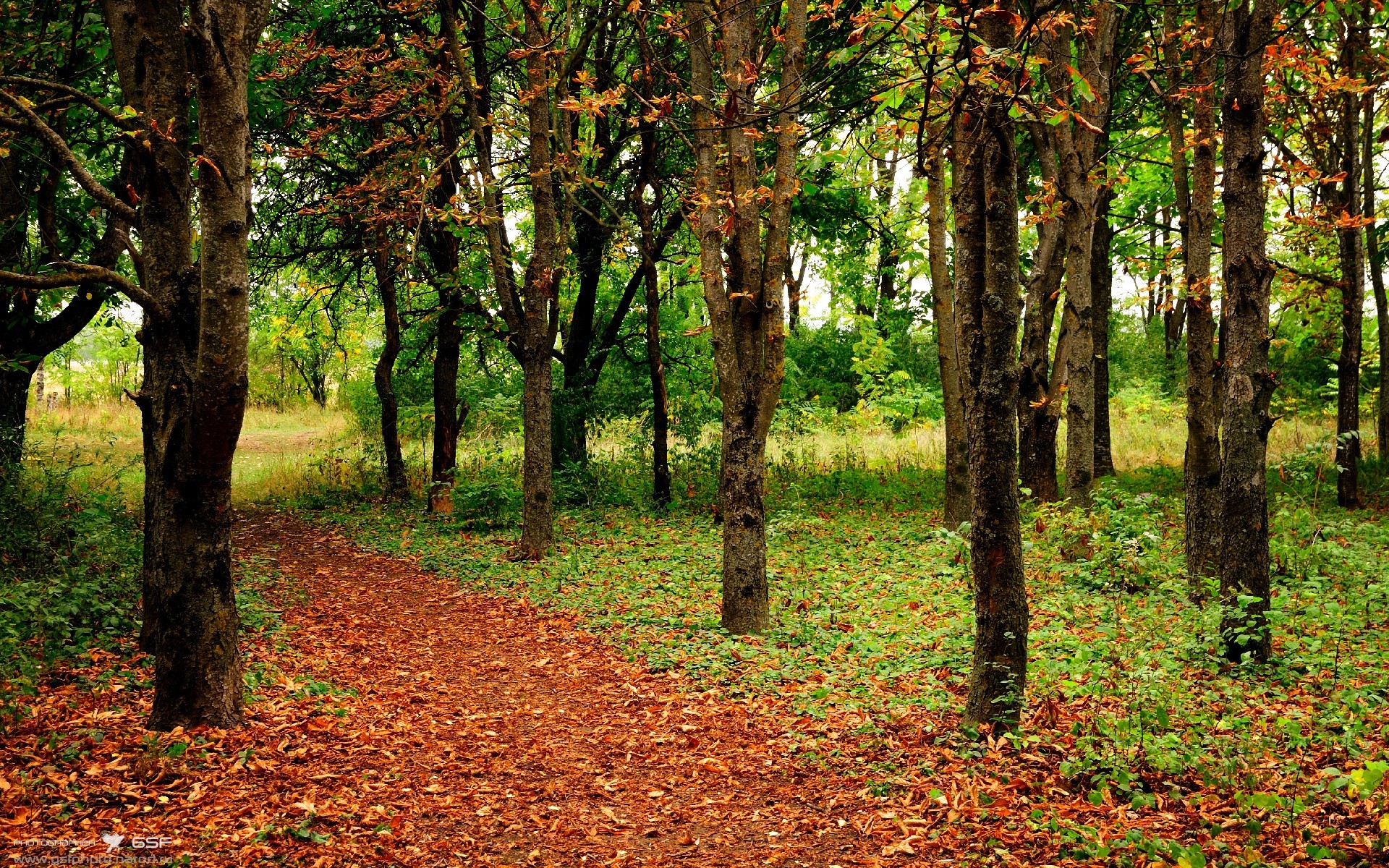 ac米兰官网-贝尔哈德·福特：全黑队进攻中不可或缺的战术支柱，贝尔福特vs霍利菲尔德